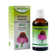 Echinacea